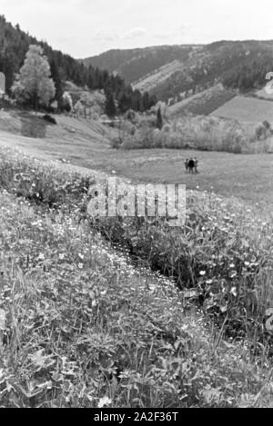 Wanderer Feld auf einem im Donautal bei Wildenstein, Deutschland 1930 er Jahre. Les randonneurs debout sur un champ dans le Danube Dale, Allemagne 1930. Banque D'Images