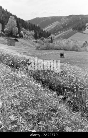 Wanderer Feld auf einem im Donautal bei Wildenstein, Deutschland 1930 er Jahre. Les randonneurs debout sur un champ dans le Danube Dale, Allemagne 1930. Banque D'Images