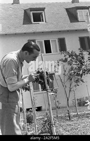 Der Autorennfahrer Hermann Lang bei der Gartenarbeit, Deutschland 1930 er Jahre. Le pilote de course Hermann Lang fait quelques travaux de jardinage, de l'Allemagne des années 1930. Banque D'Images