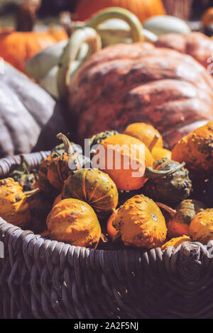 Tas de mini potirons et courges décoratives dans des paniers sur farmers market ; automne fond Banque D'Images