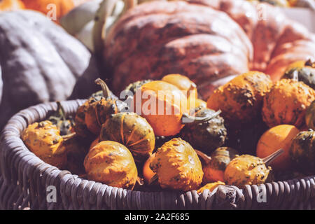 Tas de mini potirons et courges décoratives dans des paniers sur farmers market ; automne fond Banque D'Images