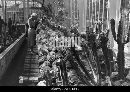 Kakteen im botanischen Garten Wilhelma à Stuttgart, Deutschland 1930er Jahre. Cactus dans le jardin botanique Wilhelma à Stuttgart, Allemagne 1930. Banque D'Images