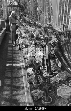 Kakteen im botanischen Garten Wilhelma à Stuttgart, Deutschland 1930er Jahre. Cactus dans le jardin botanique Wilhelma à Stuttgart, Allemagne 1930. Banque D'Images