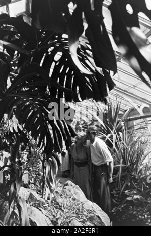 Pflanzen im botanischen Garten droits Wilhelma à Stuttgart, Deutschland 1930er Jahre. Plantes exotiques dans le jardin botanique Wilhelma à Stuttgart, Allemagne 1930. Banque D'Images