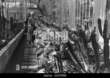 Kakteen im botanischen Garten Wilhelma à Stuttgart, Deutschland 1930er Jahre. Cactus dans le jardin botanique Wilhelma à Stuttgart, Allemagne 1930. Banque D'Images
