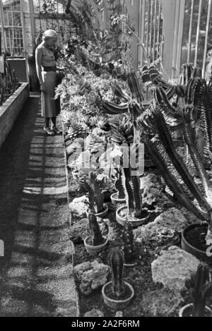 Kakteen im botanischen Garten Wilhelma à Stuttgart, Deutschland 1930er Jahre. Cactus dans le jardin botanique Wilhelma à Stuttgart, Allemagne 1930. Banque D'Images