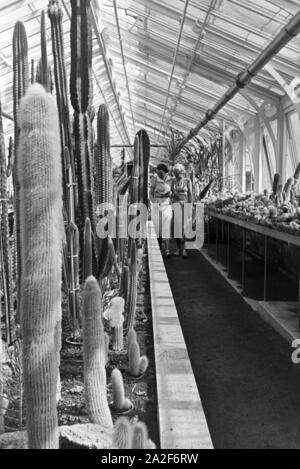 Kakteen im botanischen Garten Wilhelma à Stuttgart, Deutschland 1930er Jahre. Cactus dans le jardin botanique Wilhelma à Stuttgart, Allemagne 1930. Banque D'Images