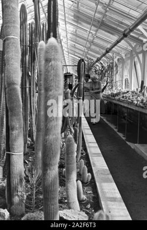 Kakteen im botanischen Garten Wilhelma à Stuttgart, Deutschland 1930er Jahre. Cactus dans le jardin botanique Wilhelma à Stuttgart, Allemagne 1930. Banque D'Images