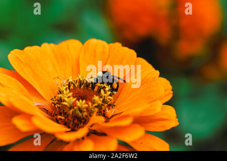 Le pollen d'Abeille fleur orange Banque D'Images