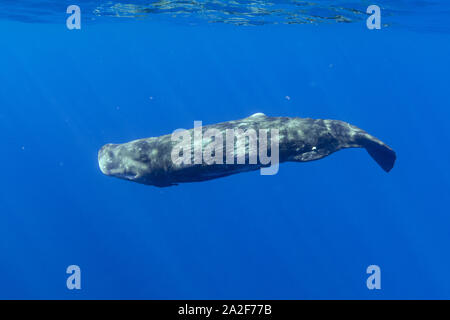 Cachalot, Physeter macrocephalus, Chichi-jima, Bonin Islands, les îles d'Ogasawara, Site du patrimoine mondial naturel, Tokyo, Japon, l'Océan Pacifique Banque D'Images