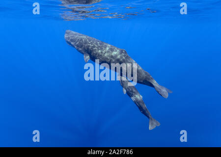 Cachalot, Physeter macrocephalus, mère et son petit, Chichi-jima, Bonin Islands, les îles d'Ogasawara, Site du patrimoine mondial naturel, Tokyo, Japon, Pacifi que Banque D'Images