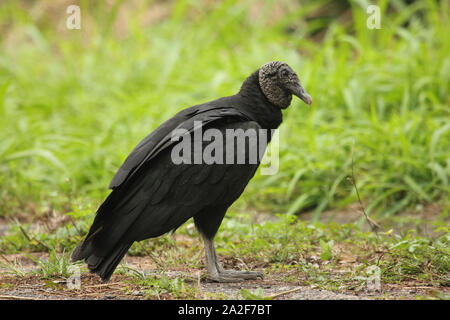 Oiseau charognard vautour noir (Coragyps atratus) ou vautour noir américain dans le nouveau monde de la famille vautour en vol Banque D'Images