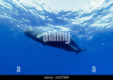 Cachalot, Physeter macrocephalus, Chichi-jima, Bonin Islands, les îles d'Ogasawara, Site du patrimoine mondial naturel, Tokyo, Japon, l'Océan Pacifique Banque D'Images