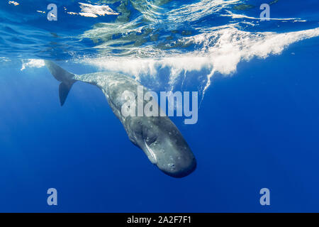 Cachalot, Physeter macrocephalus, Chichi-jima, Bonin Islands, les îles d'Ogasawara, Site du patrimoine mondial naturel, Tokyo, Japon, l'Océan Pacifique Banque D'Images