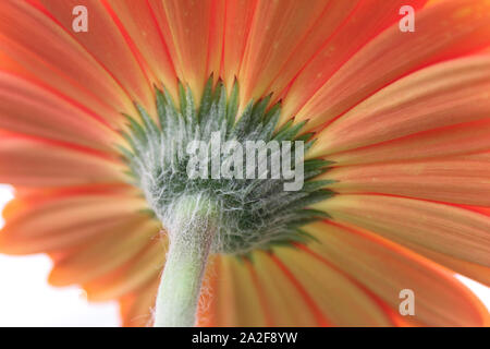 Gerbera délicates fleurs daisy close up Banque D'Images