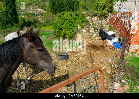 Paire de chevaux au soleil dans le domaine Banque D'Images