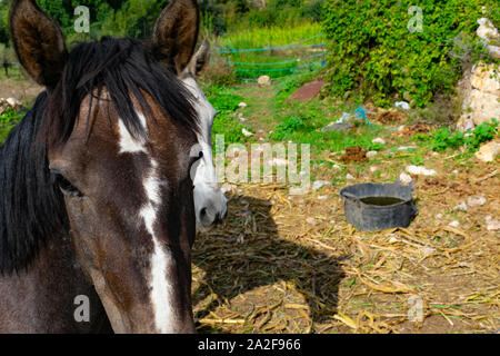 Paire de chevaux au soleil dans le domaine Banque D'Images