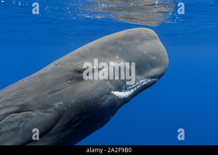 Cachalot, Physeter macrocephalus, Chichi-jima, Bonin Islands, les îles d'Ogasawara, Site du patrimoine mondial naturel, Tokyo, Japon, l'Océan Pacifique Banque D'Images