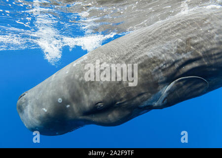 Cachalot, Physeter macrocephalus, Chichi-jima, Bonin Islands, les îles d'Ogasawara, Site du patrimoine mondial naturel, Tokyo, Japon, l'Océan Pacifique Banque D'Images