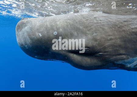 Cachalot, Physeter macrocephalus, Chichi-jima, Bonin Islands, les îles d'Ogasawara, Site du patrimoine mondial naturel, Tokyo, Japon, l'Océan Pacifique Banque D'Images