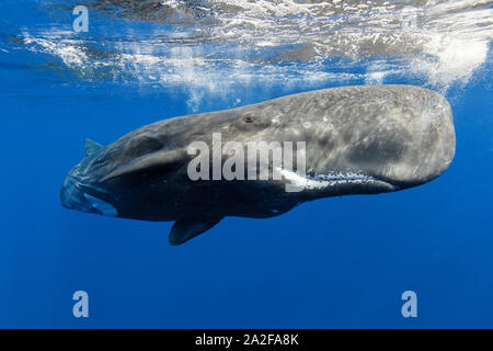 Cachalot, Physeter macrocephalus, Chichi-jima, Bonin Islands, les îles d'Ogasawara, Site du patrimoine mondial naturel, Tokyo, Japon, l'Océan Pacifique Banque D'Images