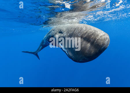 Cachalot, Physeter macrocephalus, Chichi-jima, Bonin Islands, les îles d'Ogasawara, Site du patrimoine mondial naturel, Tokyo, Japon, l'Océan Pacifique Banque D'Images