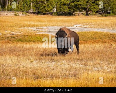 Le bison dans la prairie de Yellowstone (Wyoming) Banque D'Images