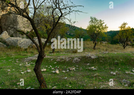 L'amandier est un arbre abondant en Benizar, village de Ronda (Espagne) Banque D'Images