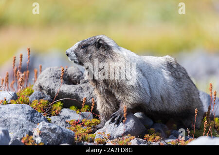 A la marmotte dans un pré à Mount Rainier National Park dans l'état de Washington Banque D'Images