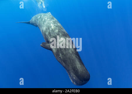 Cachalot, Physeter macrocephalus, Chichi-jima, Bonin Islands, les îles d'Ogasawara, Site du patrimoine mondial naturel, Tokyo, Japon, l'Océan Pacifique Banque D'Images