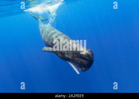 Cachalot, Physeter macrocephalus, Chichi-jima, Bonin Islands, les îles d'Ogasawara, Site du patrimoine mondial naturel, Tokyo, Japon, l'Océan Pacifique Banque D'Images