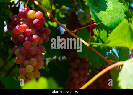 Les raisins sont des fruits avec de multiples propriétés et des fruits pour le vin Banque D'Images