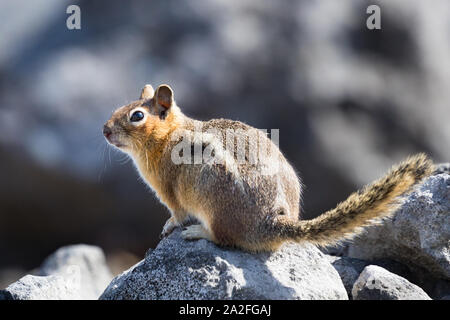 Un curieux Spermophile à mante dorée sur un rocher en Mt. Rainier National Park dans l'état de Washington Banque D'Images