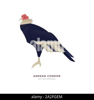 Condor des Andes illustration isolées sur fond blanc, l'Amérique du Sud animaux oiseaux zoo concept. La faune La faune de l'éducation conception avec nom de l'espèce la Illustration de Vecteur