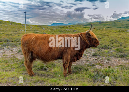 Highland coo sur l'île de Skye Banque D'Images