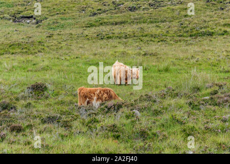 Highland coo sur l'île de Skye Banque D'Images