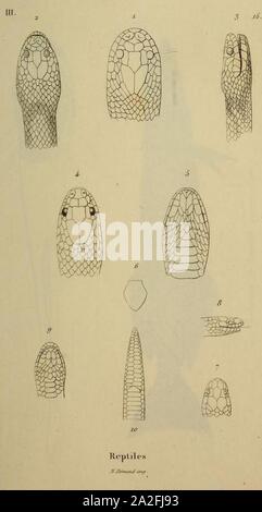 Enhydris plumbea Enhydris enhydris Calamaria gervaisii. Banque D'Images