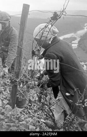 Eine junge Frau bei der Wein 20 à Serrig, Deutschland 1930 er Jahre. Jeune femme vintaging à Serrig, Allemagne 1930. Banque D'Images