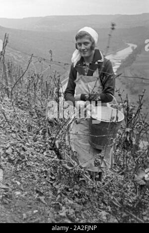 Eine junge Frau bei der Wein 20 à Serrig, Deutschland 1930 er Jahre. Jeune femme vintaging à Serrig, Allemagne 1930. Banque D'Images