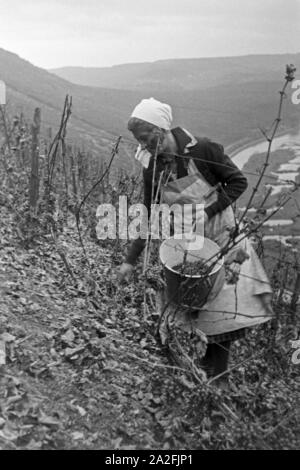 Eine junge Frau bei der Wein 20 à Serrig, Deutschland 1930 er Jahre. Jeune femme vintaging à Serrig, Allemagne 1930. Banque D'Images