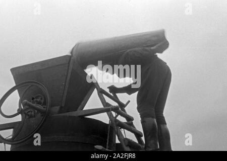 Geernteten Die Trauben der Weinlage Serrig werden nach der Wein 20 dans die Kelter, geschüttet Deutschland 1930 er Jahre. Les raisins récoltés allant à la cuve à Serrig, Allemagne 1930. Banque D'Images