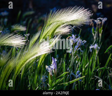 Un bourdon pollinise iris au milieu de l'été vert gazon. Banque D'Images