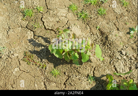 Fond du Lac séché et des fissures de retrait de l'eau pendant l'été à Belgrade Forest Lake en Turquie. Banque D'Images