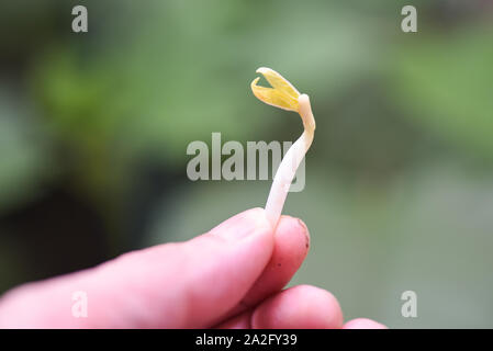 Close up Organic Sprouting haricots sur part la plantation de semences de l'agriculture de plus en plus de germes de haricots Banque D'Images