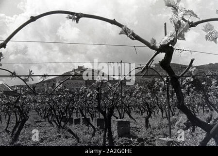 Ein Ausflug zur Weinstraße in der Pfalz, Deutsches Reich 1930er Jahre. Une excursion à la Route des Vins allemande dans le Palatinat, Allemagne 1930. Banque D'Images