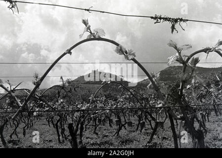 Ein Ausflug zur Weinstraße in der Pfalz, Deutsches Reich 1930er Jahre. Une excursion à la Route des Vins allemande dans le Palatinat, Allemagne 1930. Banque D'Images