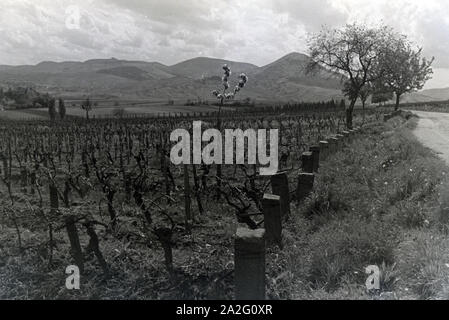 Ein Ausflug zur Weinstraße in der Pfalz, Deutsches Reich 1930er Jahre. Une excursion à la Route des Vins allemande dans le Palatinat, Allemagne 1930. Banque D'Images