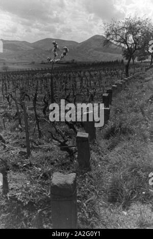 Ein Ausflug zur Weinstraße in der Pfalz, Deutsches Reich 1930er Jahre. Une excursion à la Route des Vins allemande dans le Palatinat, Allemagne 1930. Banque D'Images