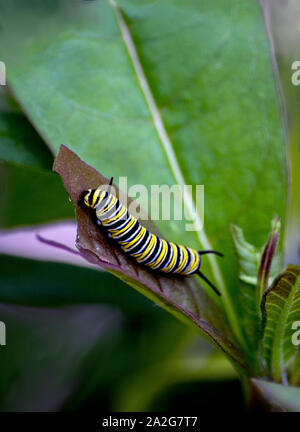 Caterpillar colorés de manger une feuille, prêt à construire un cocon et devenir un papillon monarque Banque D'Images