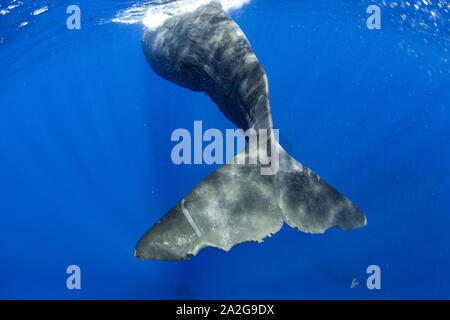 Cachalot, Physeter macrocephalus, Dominique, de la mer des Caraïbes, Océan Atlantique, photo prise en vertu d'un permis # P 351/12 W-2 Banque D'Images